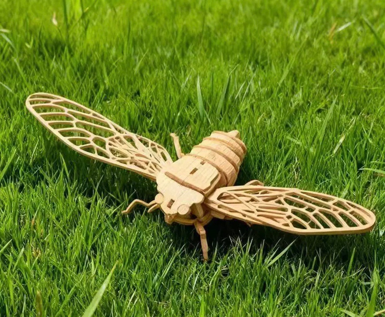 Cicada Insect Anatomy Model